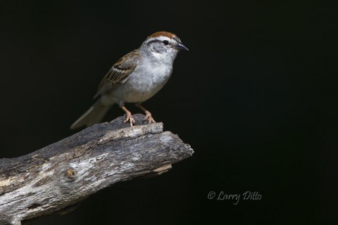 Chipping sparrows were common around the photography blinds at Block Creek Natural Area.