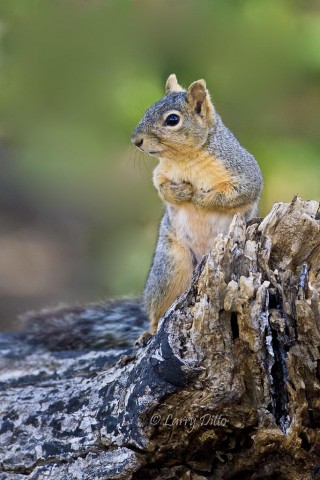 Fox squirrels and wild turkey visited several photo blinds each day.