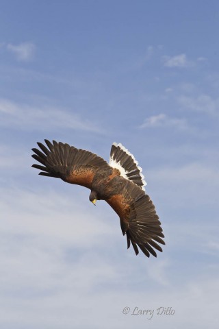 Harris's Hawk in a dive.