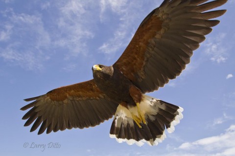 Harris's Hawk landing.