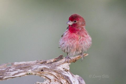 Male house finch is colorful plumage.