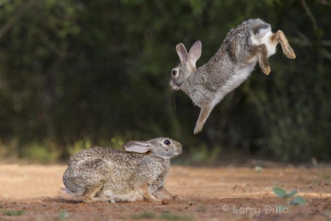 Cottontail rabbits playing.