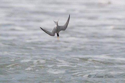 Least Tern diving for fish in the surf along the Gulf of Mexico at South Padre Island.