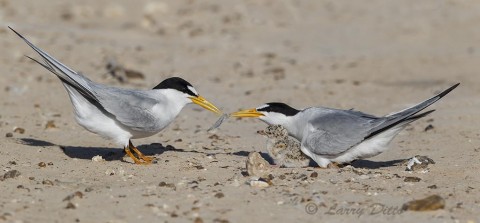 Least terns feeding their young on a bar near the Laguna Madre.