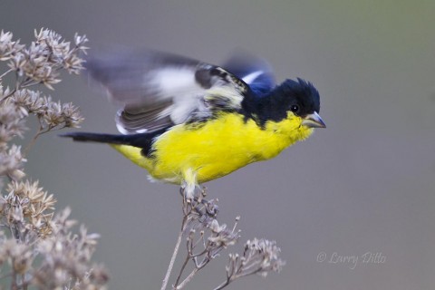 Lesser goldfinch launching from perch at an evening blind.