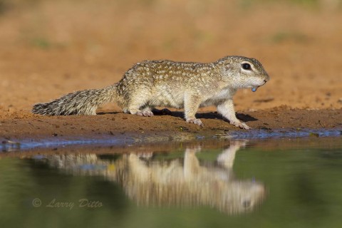 Mexican Ground-Squirrel with a water droplet on his chin.