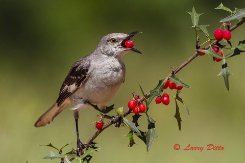 Northern mockingbird feed on agarita berries.