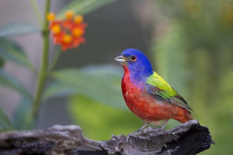 Male painted bunting and butterfly milkweed at an evening blind.