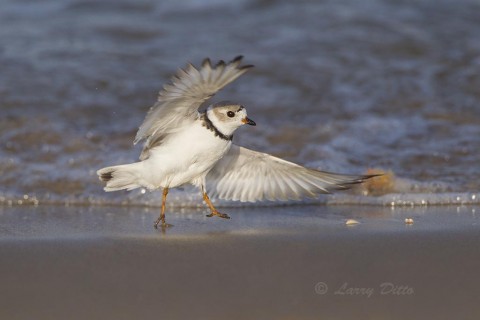 Piping plover leaping out of the surf after a quick bath.