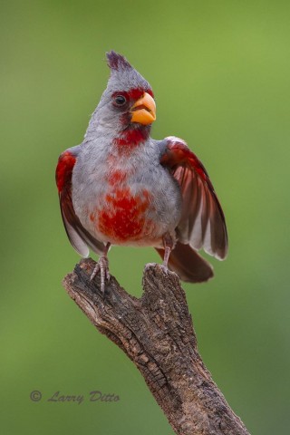 Pyrrhuloxia male fluttering wings as it approaches a group of feeding birds. 