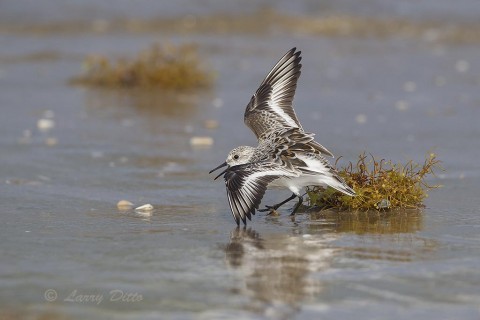 When sargassum is carried ashore by the tides, sanderlings are there to find any sea creatures living in the plant's leafy segments and air bladders.