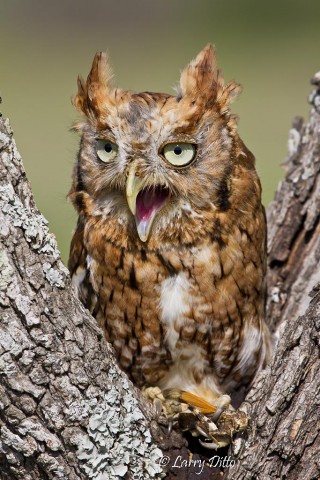 the reddish phase eastern screech was the first I'd seen or photographed.