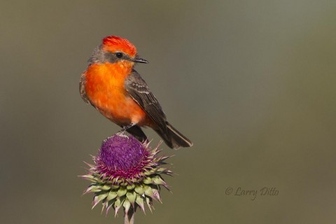 Male vermilion flycatcher on thistle.