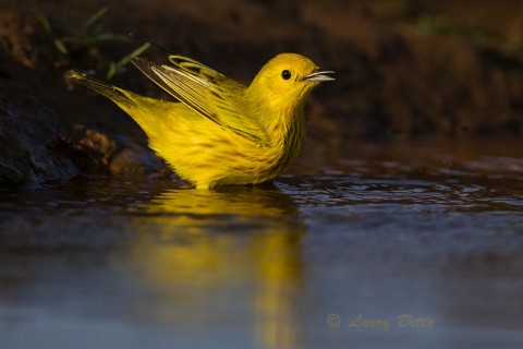 Migrating male yellow warbler bathing just before sunset.