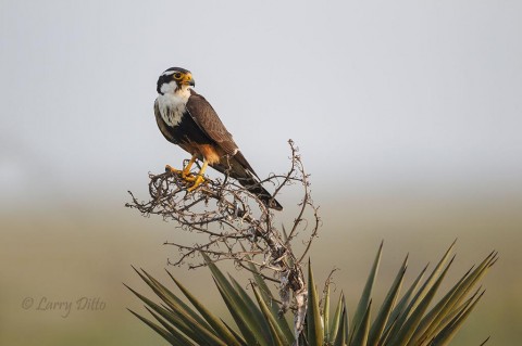 Aplomado falcon perched in yucca at sunrise.