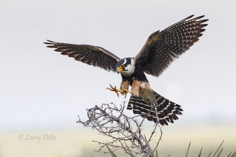 Adult aplomado falcon landing on yucca flower stalk.