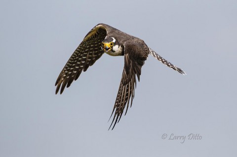 Aplomado Falcon in flight shows long, narrow wings built for speed.