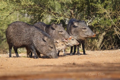 Collared peccaries of all ages feeding in a tight group.