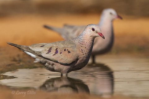 Common Ground-Dove pair drinking at ranch pond.