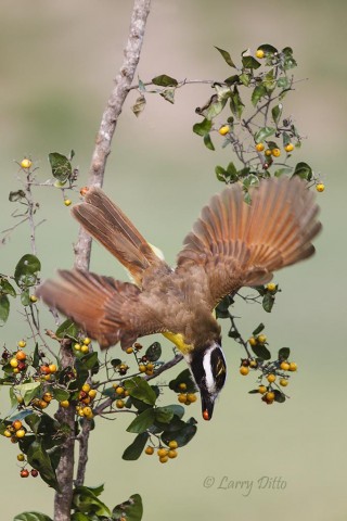 Great Kiskadee sweeps down for an anaqua berry.