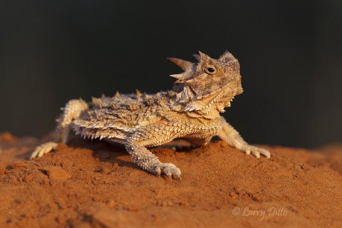 Texas horned lizard at sunrise.