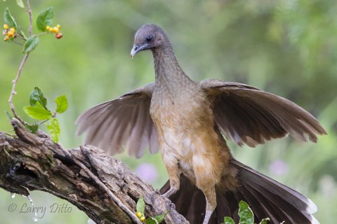 Plain Chachalaca spreads tail and wings for balance.