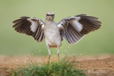 Northern Mockingbird flapping wings.