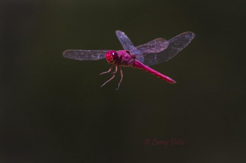 Roseate Skimmer with legs extended for a landing.