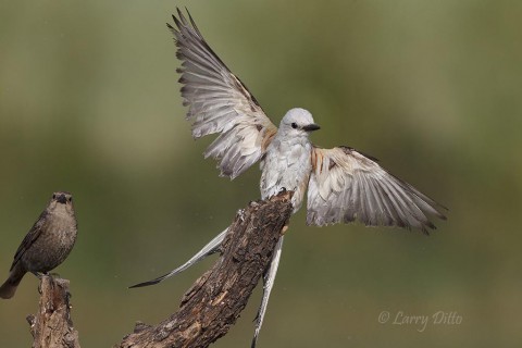 Wet scissor-tailed flycatcher landing.