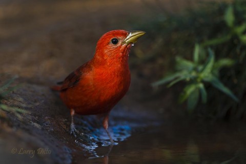 Male scarlet tanager drinking at photo blind pond at the sun sets.