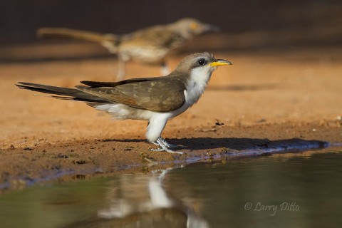 Yellow-billed Cuckoo drinking at photo blind pond.