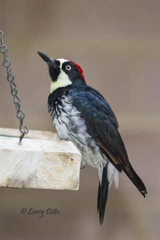 Acorn Woodpecker at feeder.