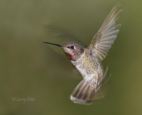 Juvenile male Anna's Hummingbird hovering.