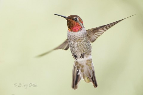 Adult Anna's Hummingbird in flight.