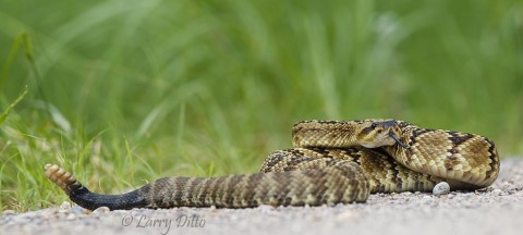 This black-tailed rattlesnake was warming on the gravel road when we found him.