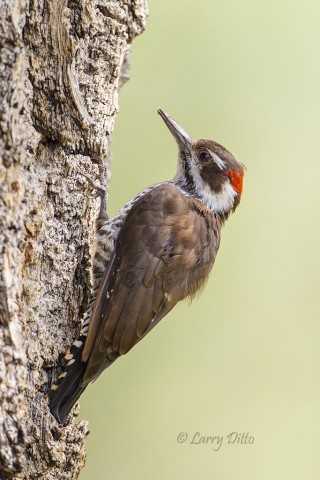 Arizona Woodpecker feeding on insects in the bark of a huge cottonwood tree.