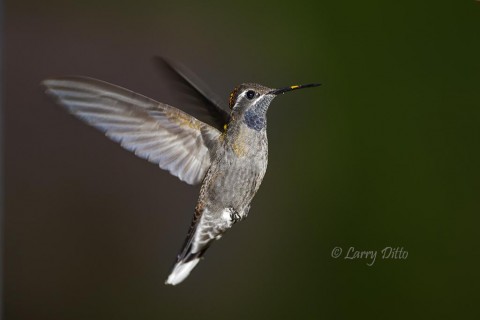 Blue-throated Hummingbird in flight.