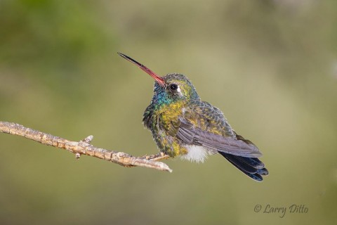 Broad-billed Hummingbird resting on perch near feeder.