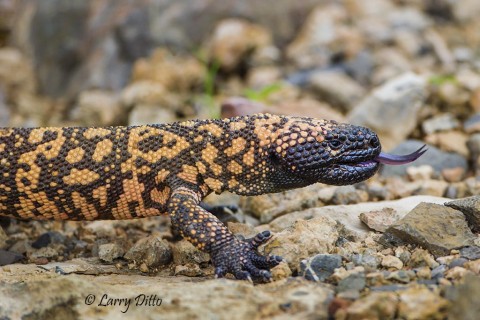 Gila Monster "tasting" the air.  Note the beaded skin.