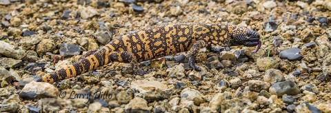 Reptiles like this Gila Monster were active after a mid-day shower.