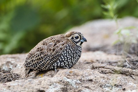 Montezuma Quail resting and drying on a roadside boulder after a rain shower.