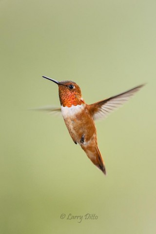 Male Rufous Hummingbird at feeder.