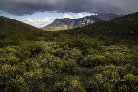 Afternoon storm over the Chiricahua Mountains.