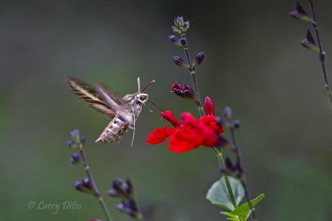 White-lined Sphinx Moth feeding at salvia flowers.