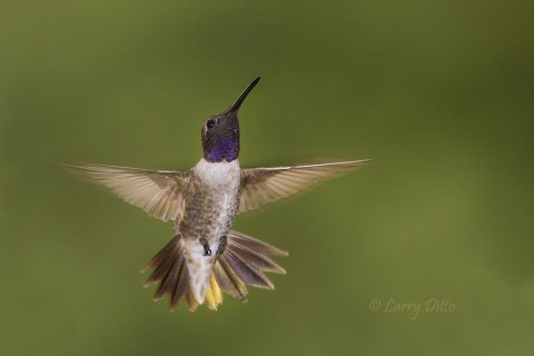 This male black-chinned hummingbird shared a butterfly garden with several species of hummers during the fall migration in west Texas.