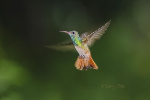 Buff-bellied Hummingbird from the Ditto's front yard in September.