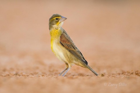 Many migrating songbirds stop in for a drink at the Santa Clara ponds.