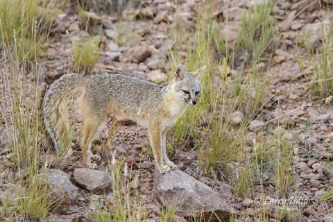 Gray Fox begins its afternoon hunt in the Davis Mountains, Texas.