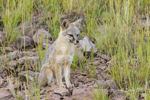 Gray Fox sitting on a hillside in the Davis Mountains, Texas.