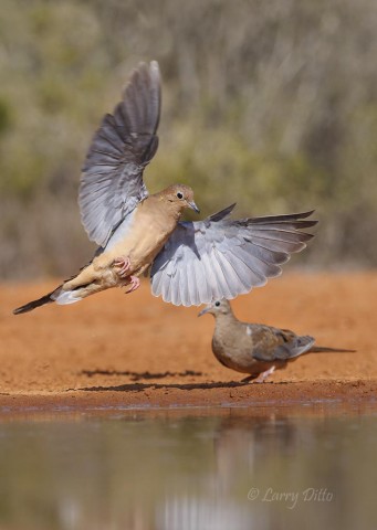 Testing the new 70-200 mm lens on landing mourning doves at Santa Clara Ranch.